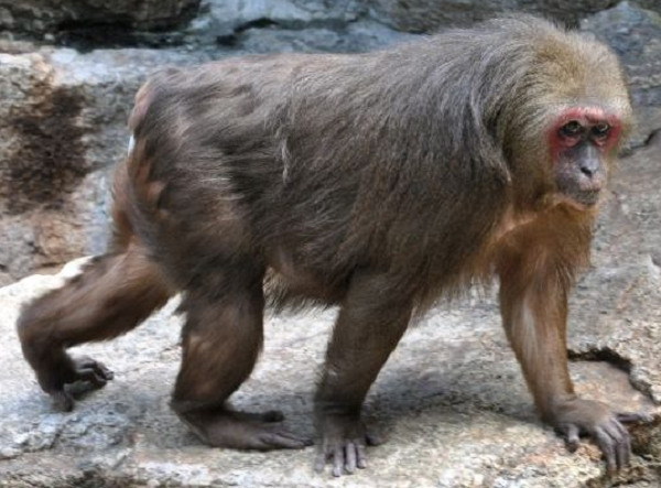 Trước năm 1975, loài này còn rất phổ biến ở các khu rừng từ các tỉnh phía Bắc tới các tỉnh phía Nam trên tổng diện tích ước tính khoảng 30.000km2. Từ năm 1975 trở lại đây thay đổi rõ rệt, số lượng quần thể giảm mạnh. Hiện khỉ mặt đỏ được đưa vào Sách đỏ Việt Nam, thuộc nhóm IIB, được quy định trong Danh mục động vật rừng nguy cấp, quý hiếm.