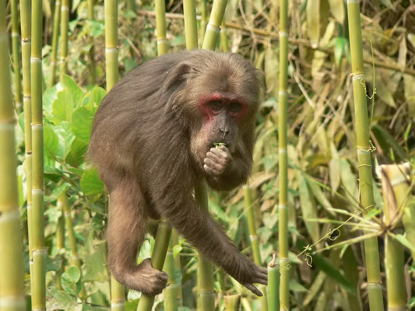 Khỉ mặt đỏ có tên khoa học Macaca arctoides, thuộc họ khỉ Cercopithecidae. Chúng sống ở các khu rừng thấp ở khu vực Nam Á và Đông Nam Á, tại Việt Nam được tìm thấy chủ yếu ở các tỉnh miền Trung.