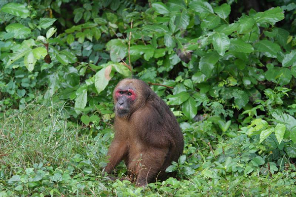 Được biết, giống Macaca thuộc phân họ khỉ Cercopithecinae, bộ linh trưởng Primates. Trên thế giới, giống khỉ Macaca có 22 loài và được phân bố tại Morocco, Angeri, Trung Quốc, Nhật Bản, Thái Lan...