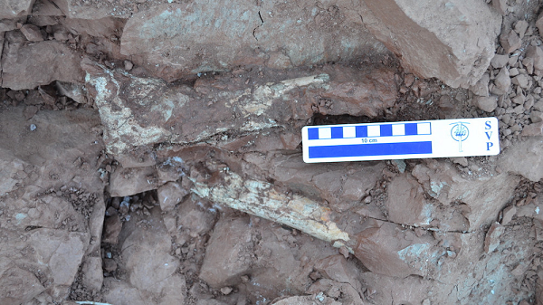 Chữ "amaru" có nghĩa là "rắn bay" trong ngôn ngữ Quechua của người thổ dân, đồng thời chỉ Amaru, nữ thần 2 đầu của người Inca. Nhóm nghiên cứu gọi loài khủng long này là " Rồng tử thần".