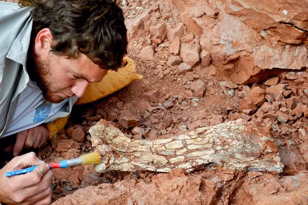 Các nhà khoa học xác định 2 mẫu vật này thuộc về azhdarchid, một họ dực long sống ở cuối kỷ Phấn Trắng (từ 66 đến 146 triệu năm trước), là một trong những sinh vật đầu tiên trên Trái đất sử dụng đôi cánh để săn mồi trên bầu trời thời tiền sử.