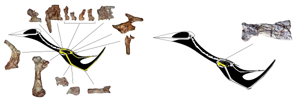 Sau khi nghiên cứu kỹ hơn, các nhà khoa học xác định 2 con dực long chết cùng lúc, trong đó có một con chưa trưởng thành. Tuy nhiên mối quan hệ của chúng vẫn chưa được xác định.