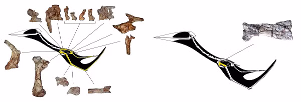 Sau khi nghiên cứu kỹ hơn, các nhà khoa học xác định 2 con dực long chết cùng lúc, trong đó có một con chưa trưởng thành. Tuy nhiên mối quan hệ của chúng vẫn chưa được xác định.