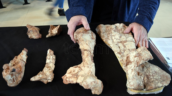 "Azhdarchid nổi tiếng với hộp sọ rất lớn, đôi khi lớn hơn cơ thể chúng, cũng như phần cổ siêu dài và cơ thể thấp vững chắc", Leonardo D. Ortiz David cho biết.