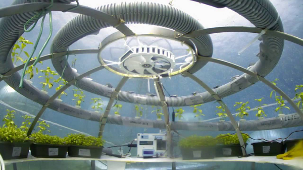 Trong các thử nghiệm, nhóm các nhà khoa học đã trồng hơn 100 loại cây khác nhau từ cây thảo mộc và hương liệu tới thức ăn như xà lách, đậu và dâu tây cho kết quả thành công.