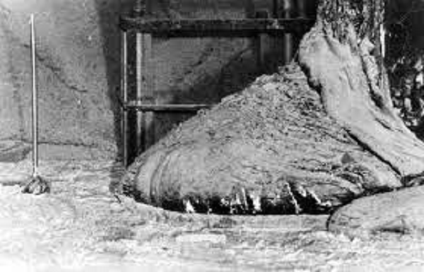 Nguyên nhân là vì đây là một khối chất corium phóng xạ đậm đặc, hiếm khi được chụp ảnh. Trong quá trình kiểm tra an toàn định kỳ tại nhà máy điện hạt nhân Chernobyl ngày 26/4/1986, lò phản ứng số 4 bỗng nhiên phát nổ, gây phản ứng liên hoàn tại đây.