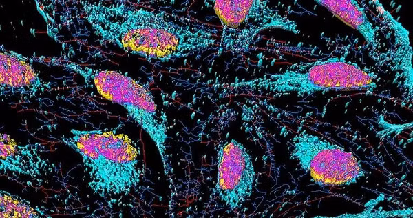 Họ đặt tên cho tế bào là Hela, nó nhanh chóng trở thành mẫu vật vô giá với y khoa toàn cầu. Thông thường, tế bào người khi đưa ra khỏi cơ thể chỉ có thể tồn tại một thời gian ngắn trong môi trường nhân tạo.