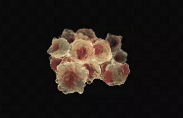 Với giới y học, việc sở hữu tế bào bất tử là vô cùng quan trọng trong nghiên cứu. Các loại thuốc chữa bệnh, thử nghiệm y tế đề cần đến nuôi cấy tế bào. Cho đến nay, ngoài tế bào Hela, chưa ai tìm ra tế bào bất tử nào khác.