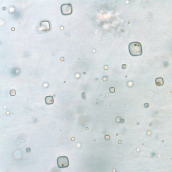 Mới đây, các nhà khoa học đến từ Trường ĐH Tây Virginia đã phát hiện các "xác ướp" của sinh vật nhân sơ và sinh vật nhân thực nguyên vẹn trong chất lỏng nguyên sinh, được đựng trong các tinh thể halite cổ đại.