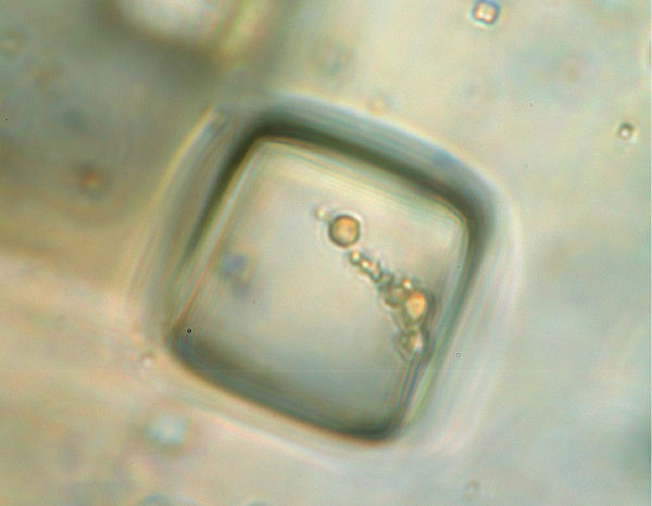 Nhiều vi sinh vật đã vô tình rơi vào "chiếc bẫy halite". Những vi sinh vật hầu như không bị phân hủy, giúp các nhà khoa học có thể nghiên cứu chi tiết từng đặc tính của các loài nguyên sơ này.