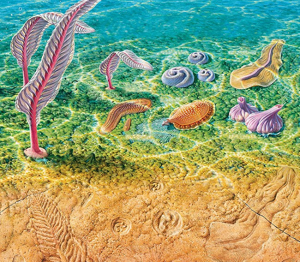 Các loài đã trở nên chuyên biệt hơn từ kỷ Ediacaran, tham gia nhiều tương tác hơn giữa các loài với nhau, cho thấy sự tiến hóa sinh thái ngoạn mục.