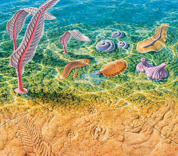 Các loài đã trở nên chuyên biệt hơn từ kỷ Ediacaran, tham gia nhiều tương tác hơn giữa các loài với nhau, cho thấy sự tiến hóa sinh thái ngoạn mục.