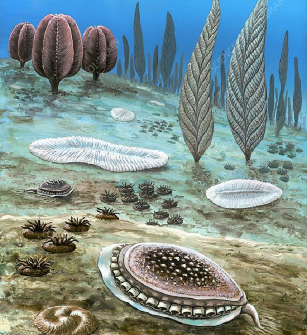 Các nhà khoa học còn bất ngờ hơn khi phát hiện nguyên nhân của đại tuyệt chủng Ediacaran không phải một thảm họa đột ngột như hầu hết các đại tuyệt chủng khác.