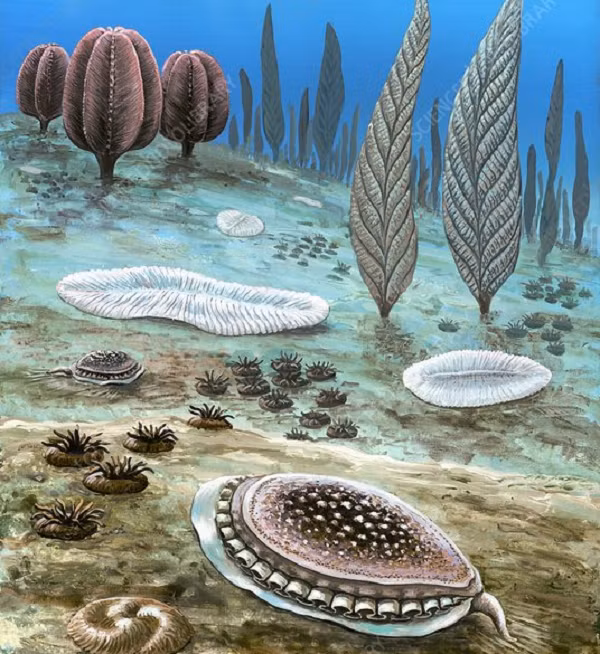 Các nhà khoa học còn bất ngờ hơn khi phát hiện nguyên nhân của đại tuyệt chủng Ediacaran không phải một thảm họa đột ngột như hầu hết các đại tuyệt chủng khác.