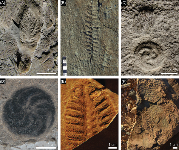 Tuy nhiên không phải do động vật thời đó kém tiến hóa, mà vì chúng đã tự "thanh toán" lẫn nhau. Nhiều loài đã thực sự "đứt đoạn" trên cây gia phả, nhưng những kẻ chiến thắng cũng đủ tạo nền tảng cho kỷ Cambri sau đó.