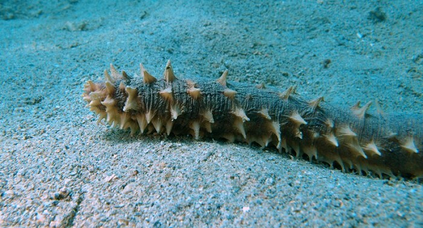 Hải sâm có cấu tạo bao gồm một lớp thịt dày có dạng hình ống, bên ngoài có các u bướu sần sùi, cơ thể hải sâm không có đầu đuôi để phân biệt nhưng ở phần giữa có một lỗ nhỏ, đó chính là miệng của hải sâm.