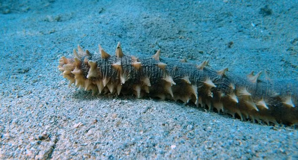 Hải sâm có cấu tạo bao gồm một lớp thịt dày có dạng hình ống, bên ngoài có các u bướu sần sùi, cơ thể hải sâm không có đầu đuôi để phân biệt nhưng ở phần giữa có một lỗ nhỏ, đó chính là miệng của hải sâm.