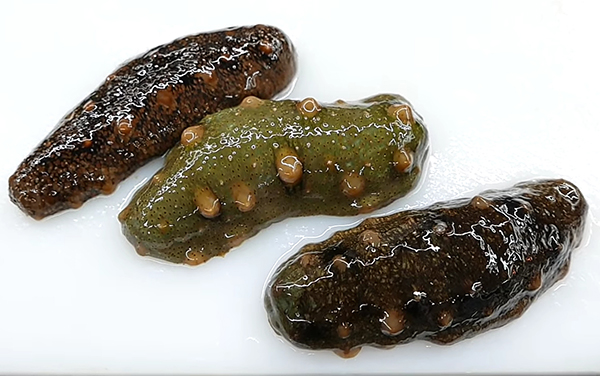 Chúng được ví như " nhân sâm" biển vì có giá trị dinh dưỡng và y học cao. Hải sâm phân bố ở rất nhiều nơi trên thế giới, riêng tại vùng biển Việt Nam thì đã phát hiện ra hơn 50 loài hải sâm khác nhau và trên thế giới có khoảng hơn 40 loài hải sâm có tác dụng làm thuốc và thức ăn.