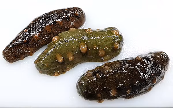 Chúng được ví như " nhân sâm" biển vì có giá trị dinh dưỡng và y học cao. Hải sâm phân bố ở rất nhiều nơi trên thế giới, riêng tại vùng biển Việt Nam thì đã phát hiện ra hơn 50 loài hải sâm khác nhau và trên thế giới có khoảng hơn 40 loài hải sâm có tác dụng làm thuốc và thức ăn.