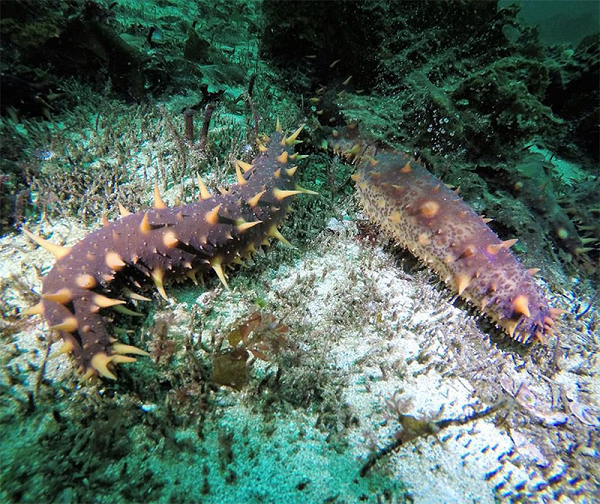 Nhu cầu này sẽ khiến hải sâm ngày càng khan hiếm hơn và thợ lặn phải lặn sâu hơn mới có thể tìm thấy loài 'nhân sâm' này vì chúng càng ngày càng hiếm. Những con hải sâm càng kỳ lạ, càng nhiều gai, càng hiếm thấy thì giá trị của chúng càng cao.