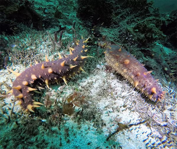 Nhu cầu này sẽ khiến hải sâm ngày càng khan hiếm hơn và thợ lặn phải lặn sâu hơn mới có thể tìm thấy loài 'nhân sâm' này vì chúng càng ngày càng hiếm. Những con hải sâm càng kỳ lạ, càng nhiều gai, càng hiếm thấy thì giá trị của chúng càng cao.