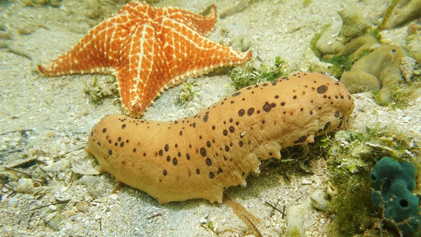 Xung quanh phần miệng của hải sâm còn có các xúc tu nhỏ có thể kéo dài ra như những cánh tay để có thể nắm bắt thức ăn và đưa vào phần miệng. Có khoảng 1.250 loài hải sâm đã được biết đến.