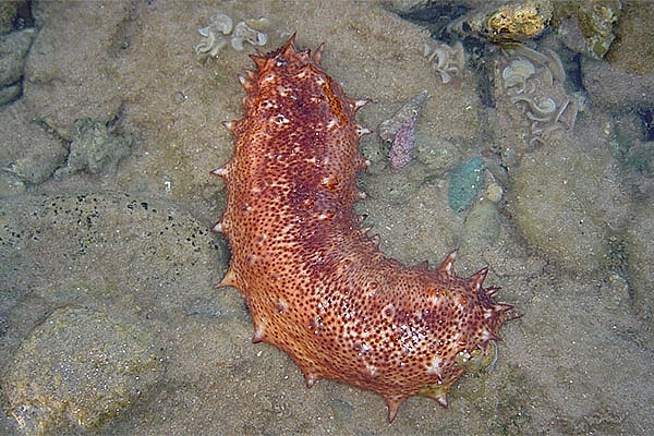 Có những loại hải sâm có giá lên tới 3.500 đô la/kg (khoảng 81 triệu đồng/kg). Loài hải sâm đắt giá nhất thế giới chính là hải sâm Nhật Bản (tên khoa học: Apostichopus japonicus). Đây hiện là loài nguy cấp vì bị săn lùng quá mức.