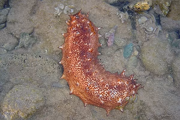 Có những loại hải sâm có giá lên tới 3.500 đô la/kg (khoảng 81 triệu đồng/kg). Loài hải sâm đắt giá nhất thế giới chính là hải sâm Nhật Bản (tên khoa học: Apostichopus japonicus). Đây hiện là loài nguy cấp vì bị săn lùng quá mức.