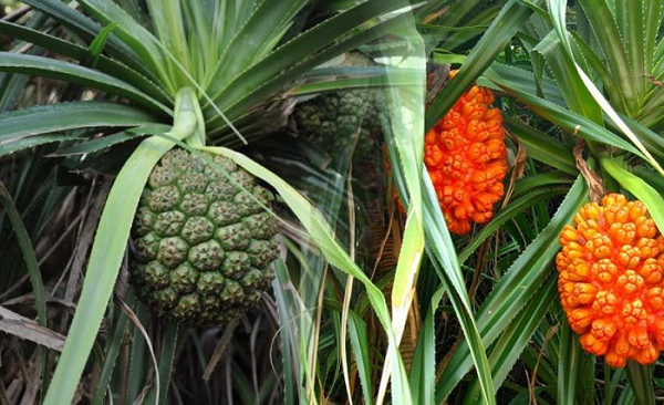 Dứa dại được xem là loài đặc hữu của Việt Nam, phân bố ở các tỉnh miền núi hoặc trung du phía Bắc vào đến Khánh Hòa. Cây thường mọc ở ven rừng ẩm, thường thấy ở bờ khe suối hoặc được trồng làm bờ rào ở nương rẫy.