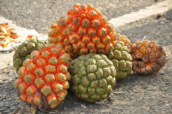 Theo kinh nghiệm dân gian, cây dứa dại có thể được dùng làm thuốc trong những trường hợp tiểu gắt, tiểu ra sạn, sỏi. Một trong những công dụng được nhiều người quan tâm là dùng dứa dại chữa bệnh sỏi thận.