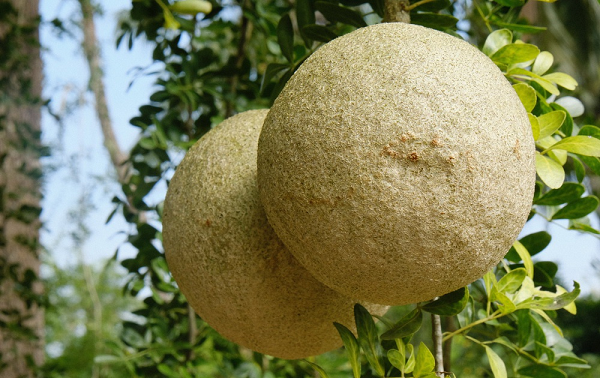 Quả quách vẻ ngoài xấu xí, xù xì nhưng thơm ngào ngạt. phần ruột có vị chua thanh thanh xen lẫn chút ngọt nhẹ, béo ngậy, dễ gây nghiện ngay từ lần đầu ăn thử.