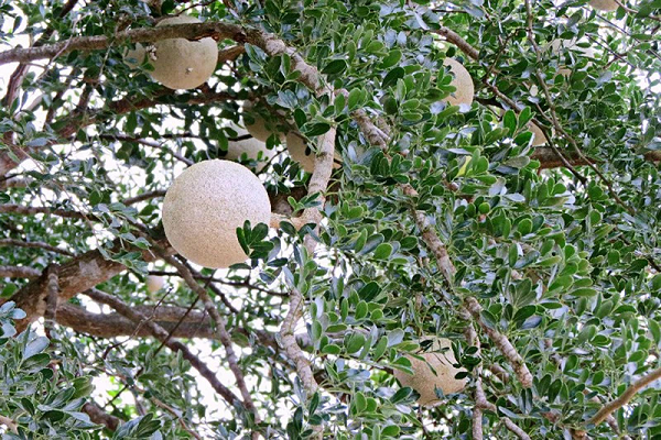 Tại Trà Vinh, quả quách được xem như một loại đặc sản. Đến mùa quách sẽ dễ dàng bắt gặp hình ảnh người dân mang rổ quách rao bán xunh quanh đường, nhà, ở các chợ…