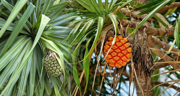 Toàn thân cây dứa dại đều có tác dụng chữa bệnh. Người ta hay dùng đọt non, gốc trắng, mềm hoặc cuống để ăn cùng rau sống. Phần rễ và lá mang về cắt mỏng, phơi khô rồi nấu nước uống dần. Phần quả có thể dùng tươi hoặc khô tùy thích.