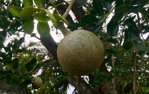 Theo các nghiên cứu khoa học, quả quách rất có lợi cho sức khỏe tim mạch, não bộ, kiểm soát được bệnh tiểu đường và tốt cho hệ tiêu hóa như chữa táo bón, tiêu chảy, bổ thận… Quả quách còn chứa rất nhiều chất dinh dưỡng như chất xơ, chất béo, các khoáng chất cần thiết, vitamin A, B.