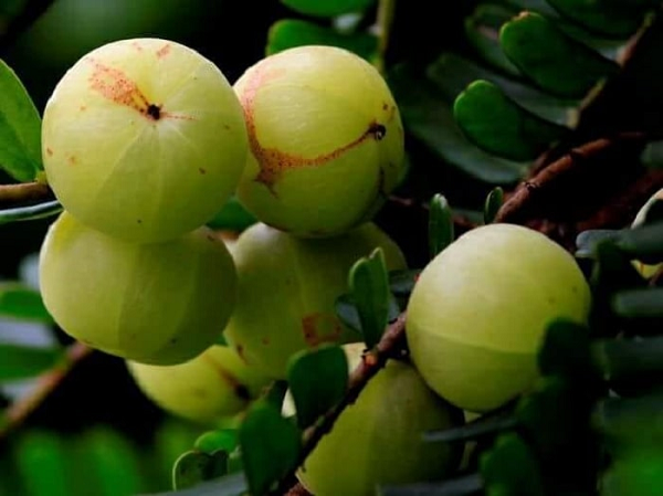 Trên thế giới, quả me rừng là nguyên liệu quan trọng trong bài thuốc giải độc cơ thể và hệ tiêu hóa cổ truyền, được sử dụng rộng rãi nhất trong y học cổ truyền Ấn Độ Ayurvedic và Unani (hay còn gọi y học của sự trường sinh).