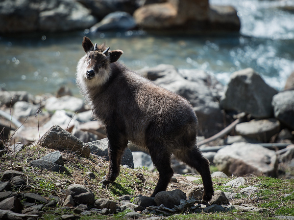 Cả hai giới đều mọc sừng ngắn, cong ngược và rất khó phân biệt bằng mắt thường. Tỳ linh Nhật Bản sinh sống trên rừng núi rậm rạp, chúng ăn lá, chồi và quả sồi.
