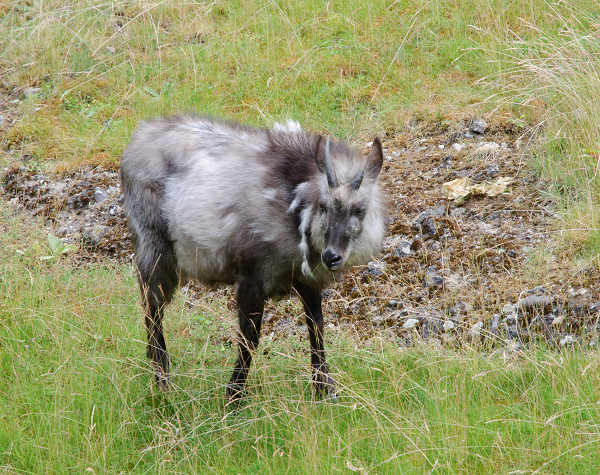 Đây là loài hoạt động vào ban ngày, kiếm ăn vào lúc sáng sớm và lúc chiều tối. Tỳ linh sống đơn độc, hoặc tụ tập thành một cặp đực cái hay bầy đàn nhỏ.