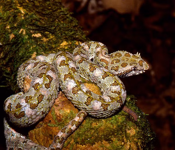 Chúng được tìm thấy ở các khu rừng ẩm thấp (mesic forest) và có độ cao 2,640 m so với mực nước biển.