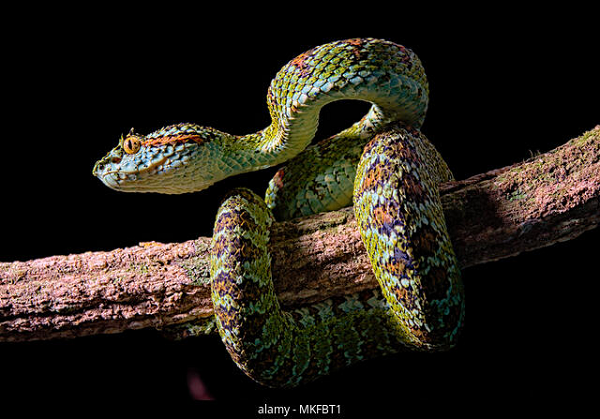 Thức ăn chủ yếu của rắn lục cọ Guatemala là những loài động vật như chim, thằn lằn, ếch, nhái...