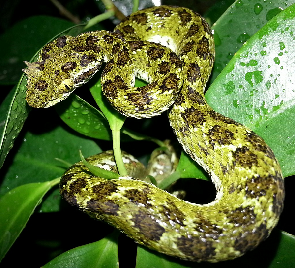 Đôi khi vết cắn của chúng sẽ gây hoại tử. Nếu như không chữa trị có thể dẫn tới phải cắt bỏ chân tay, hoặc thậm chí tử vong.