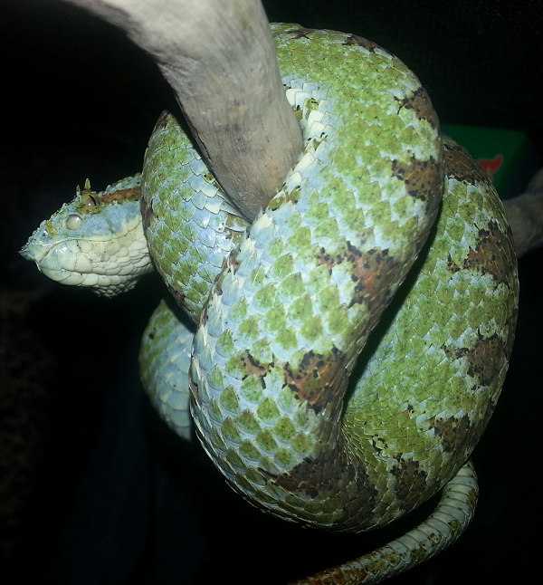 Thông thường, loài rắn này sẽ cắn mục tiêu với tốc độ rất nhanh để tiêm nọc rồi lần theo dấu vết con mồi để ăn thịt.