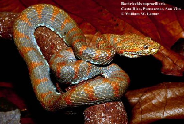 Rắn lục cọ Guatemala hoạt động mạnh vào chiều tối và đêm; chúng có khả năng leo cây rất giỏi và có thể ngụy trang rất tốt với môi tường xung quanh.