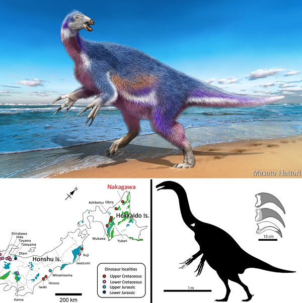 Chúng được xác định thuộc về một con khủng long thuộc họ Therizinosauridae, chủ yếu ăn cỏ, gồm nhiều kích thước từ lớn đến nhỏ.