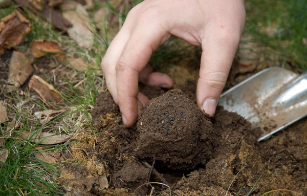 Loài nấm này yêu cầu loại đất thoát nước tự do với độ pH cao, vào khoảng 8, nơi có lượng mưa tối thiểu ít nhất 700mm mỗi năm. Ngoài ra cây đối tác đóng một vai trò vô cùng quan trọng mang tính sống còn đối với nấm truffle.