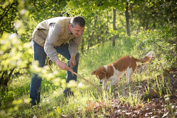 Động vật ăn nấm cục đóng một vai trò vô cùng quan trọng trong vòng đời của nấm. Nhờ các động vật đào bới hay ăn nấm mà giúp các bào tử có thể phát tán trên mặt đất được dễ dàng và chọn nơi phát triển phù hợp.