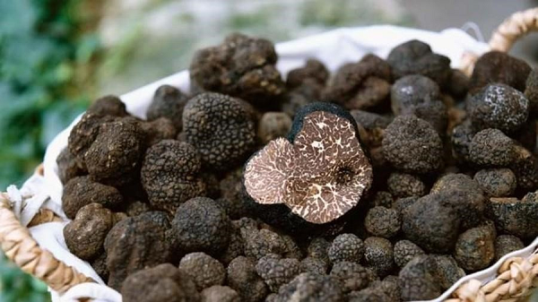 Tuy nhiên vì lợn cái thường ăn nấm ngay khi tìm ra, nên người ta bắt đầu huấn luyện chó săn (trong thực tế thì việc dùng lợn đào nấm đã bị cấm từ năm 1985 vì những con lợn có thể làm hỏng môi trường sinh sống của truffles).