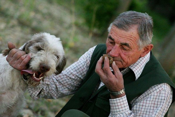 Mang bề ngoài với hình dáng xù xì kém bắt mắt nhưng điều làm nên sự đặc trưng kì diệu của loại nấm này là hương vị ngọt như mật ong có một không hai.