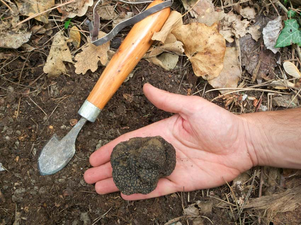 Ngày xưa, người ta thường dùng lợn cái để tìm nấm truffle thay vì chó, bởi vì nấm truffle có mùi hương tương tự testosterone của lợn đực, hấp dẫn lợn cái.