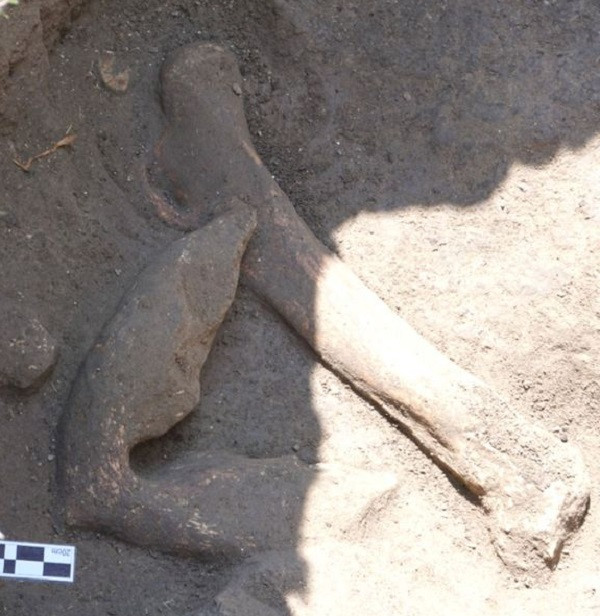 Ban đầu, ông Morales cho rằng đây chỉ là một lớp tepetate - lớp đất cứng thường được tìm thấy ở các vùng núi lửa Mexico. Tuy nhiên sau khi đào lên và quan sát kỹ, ông nhận ra đây thực chất là xương của một sinh vật nào đó.