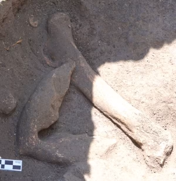 Ban đầu, ông Morales cho rằng đây chỉ là một lớp tepetate - lớp đất cứng thường được tìm thấy ở các vùng núi lửa Mexico. Tuy nhiên sau khi đào lên và quan sát kỹ, ông nhận ra đây thực chất là xương của một sinh vật nào đó.